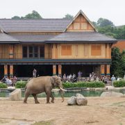 An Asian elephant with short tusks walks across a bare earth yard beside a pool and rockwork, in front of a large two-story timber pavilion with steep shingled gables and orange and teal paintwork, where about twenty visitors watch from a shaded deck.