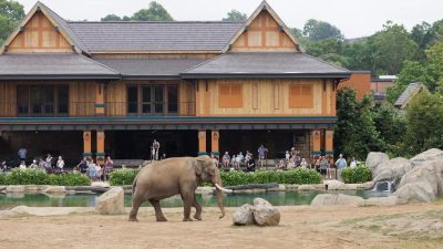 An Asian elephant with short tusks walks across a bare earth yard beside a pool and rockwork, in front of a large two-story timber pavilion with steep shingled gables and orange and teal paintwork, where about twenty visitors watch from a shaded deck.
