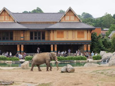 An Asian elephant with short tusks walks across a bare earth yard beside a pool and rockwork, in front of a large two-story timber pavilion with steep shingled gables and orange and teal paintwork, where about twenty visitors watch from a shaded deck.