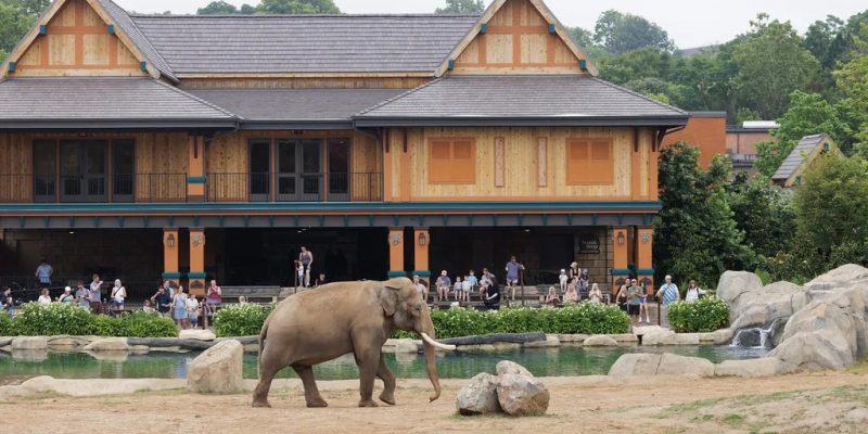 An Asian elephant with short tusks walks across a bare earth yard beside a pool and rockwork, in front of a large two-story timber pavilion with steep shingled gables and orange and teal paintwork, where about twenty visitors watch from a shaded deck.