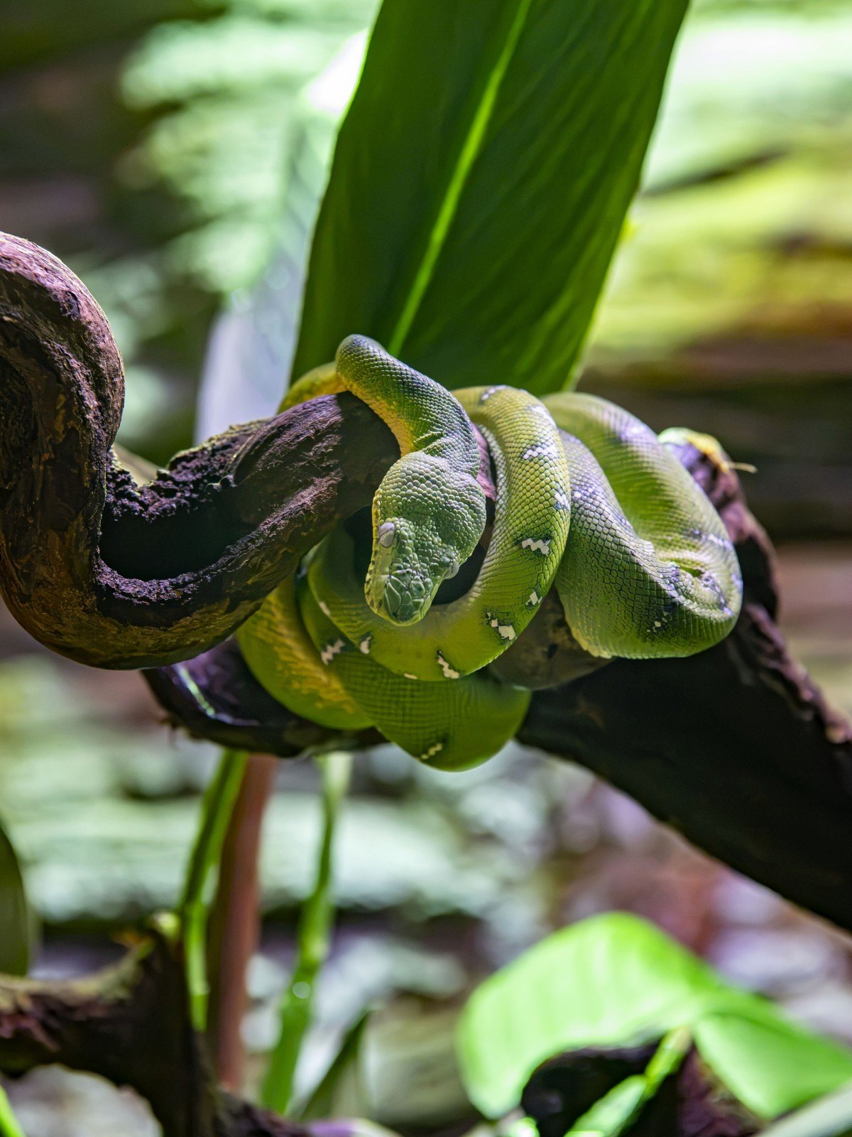 A close view of an emerald tree boa coiled around a branch with its head lowered toward the camera, the green body marked with irregular white bars and a pale yellow underside visible between the coils.