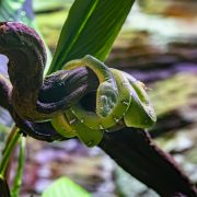 A bright green emerald tree boa draped in even coils over a dark curved branch, its head resting on top of the coils, a row of white markings running along its back and a broad green leaf rising behind it.
