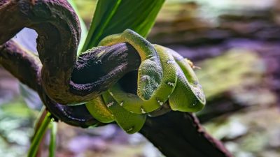 A bright green emerald tree boa draped in even coils over a dark curved branch, its head resting on top of the coils, a row of white markings running along its back and a broad green leaf rising behind it.