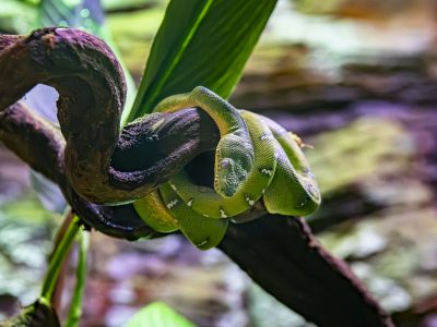 A bright green emerald tree boa draped in even coils over a dark curved branch, its head resting on top of the coils, a row of white markings running along its back and a broad green leaf rising behind it.