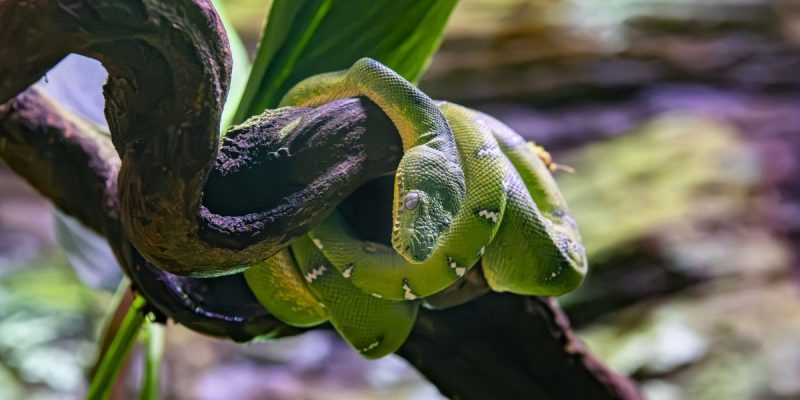 A bright green emerald tree boa draped in even coils over a dark curved branch, its head resting on top of the coils, a row of white markings running along its back and a broad green leaf rising behind it.