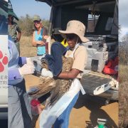 A three-panel photograph: on the left a woman stands beside a vehicle carrying the Endangered Wildlife Trust paw-print logo, in the center a fieldworker in a wide-brimmed hat and white gloves holds a large vulture beside an open tailgate of equipment, and on the right a seated observer looks through a spotting scope mounted on a tripod in open bushveld.
