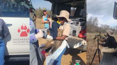 A three-panel photograph: on the left a woman stands beside a vehicle carrying the Endangered Wildlife Trust paw-print logo, in the center a fieldworker in a wide-brimmed hat and white gloves holds a large vulture beside an open tailgate of equipment, and on the right a seated observer looks through a spotting scope mounted on a tripod in open bushveld.