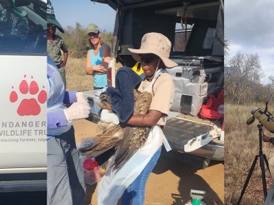 A three-panel photograph: on the left a woman stands beside a vehicle carrying the Endangered Wildlife Trust paw-print logo, in the center a fieldworker in a wide-brimmed hat and white gloves holds a large vulture beside an open tailgate of equipment, and on the right a seated observer looks through a spotting scope mounted on a tripod in open bushveld.