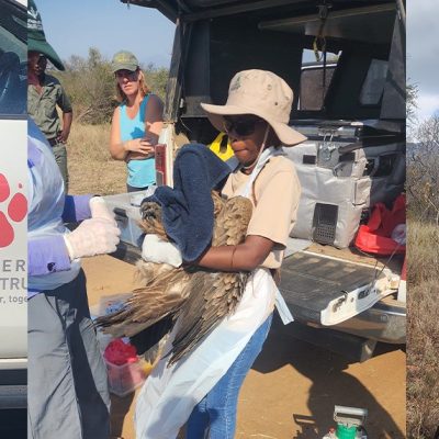 A three-panel photograph: on the left a woman stands beside a vehicle carrying the Endangered Wildlife Trust paw-print logo, in the center a fieldworker in a wide-brimmed hat and white gloves holds a large vulture beside an open tailgate of equipment, and on the right a seated observer looks through a spotting scope mounted on a tripod in open bushveld.
