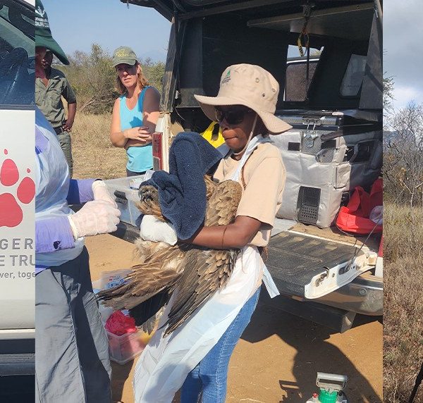A three-panel photograph: on the left a woman stands beside a vehicle carrying the Endangered Wildlife Trust paw-print logo, in the center a fieldworker in a wide-brimmed hat and white gloves holds a large vulture beside an open tailgate of equipment, and on the right a seated observer looks through a spotting scope mounted on a tripod in open bushveld.