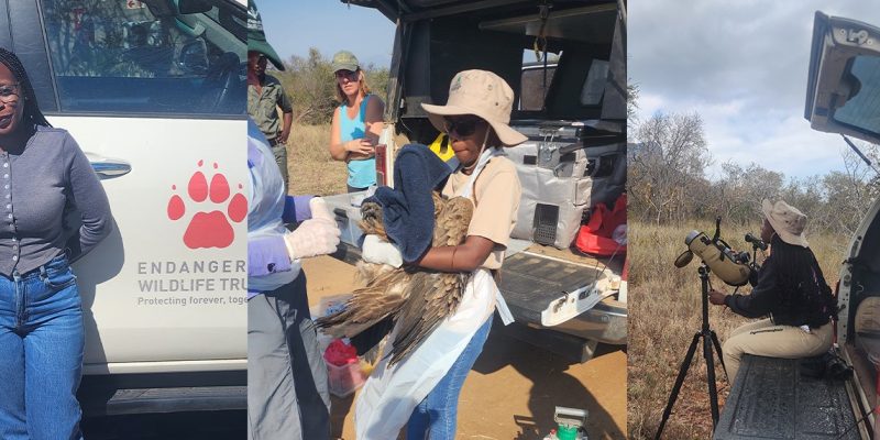 A three-panel photograph: on the left a woman stands beside a vehicle carrying the Endangered Wildlife Trust paw-print logo, in the center a fieldworker in a wide-brimmed hat and white gloves holds a large vulture beside an open tailgate of equipment, and on the right a seated observer looks through a spotting scope mounted on a tripod in open bushveld.