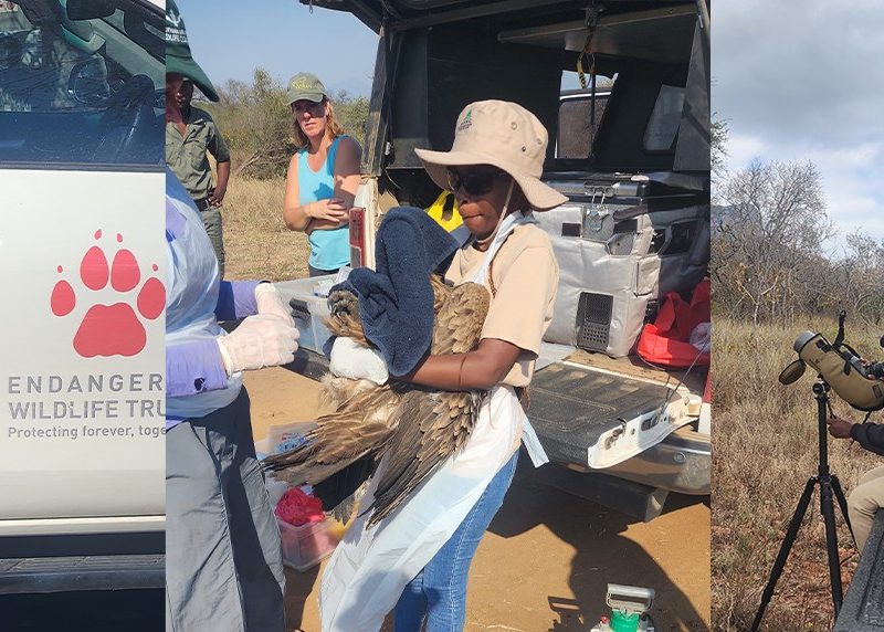 A three-panel photograph: on the left a woman stands beside a vehicle carrying the Endangered Wildlife Trust paw-print logo, in the center a fieldworker in a wide-brimmed hat and white gloves holds a large vulture beside an open tailgate of equipment, and on the right a seated observer looks through a spotting scope mounted on a tripod in open bushveld.