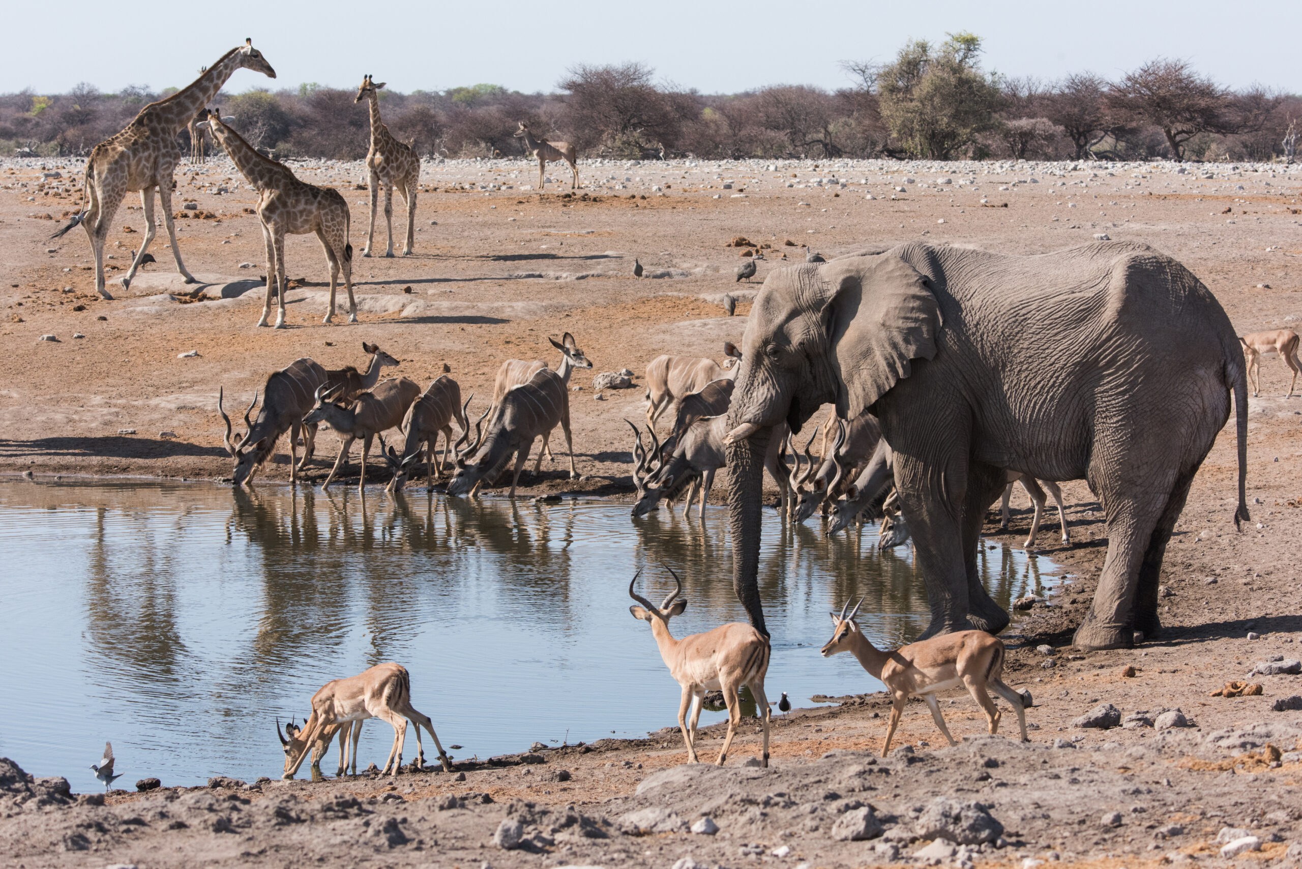 An elephant drinking at a waterhole with a line of kudu and impala bent to the water along the bank, giraffes standing behind them on completely bare pale ground, and impalas crossing in the foreground.