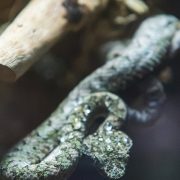 A small gray-green eyelash viper, heavily speckled, coiled around a thin bare branch inside a glass-fronted enclosure, with pale driftwood and dark foliage behind it.
