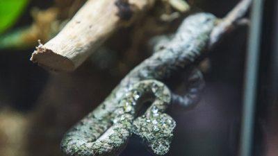 A small gray-green eyelash viper, heavily speckled, coiled around a thin bare branch inside a glass-fronted enclosure, with pale driftwood and dark foliage behind it.
