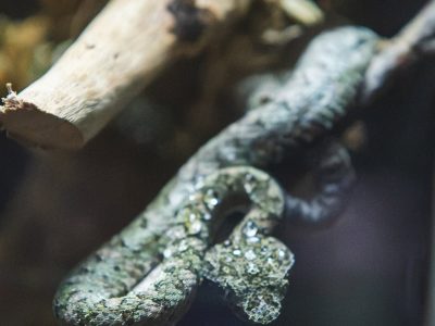 A small gray-green eyelash viper, heavily speckled, coiled around a thin bare branch inside a glass-fronted enclosure, with pale driftwood and dark foliage behind it.