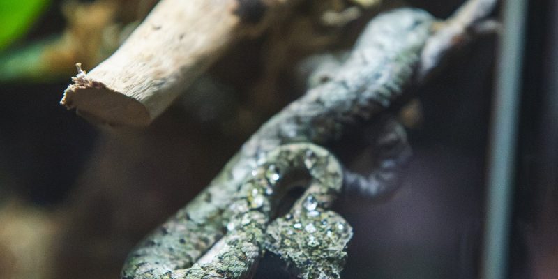 A small gray-green eyelash viper, heavily speckled, coiled around a thin bare branch inside a glass-fronted enclosure, with pale driftwood and dark foliage behind it.