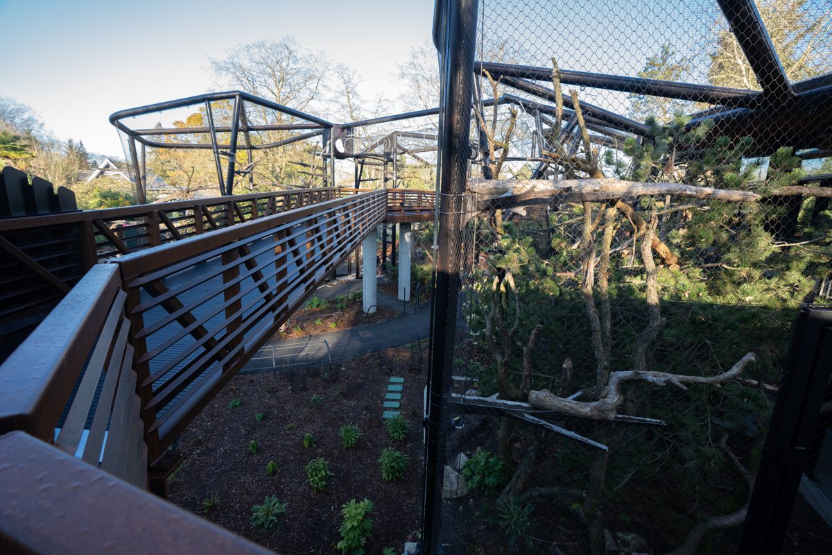 Looking from the Forest Trailhead walkway into a mesh-enclosed habitat built around large standing branches and deadwood, with planted beds on the ground below and the walkway's steel railing in the foreground.