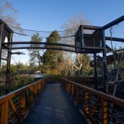 An elevated wooden and steel walkway runs between tall mesh habitat enclosures at Woodland Park Zoo's Forest Trailhead, with evergreens and bare winter branches on either side and clear blue sky overhead.
