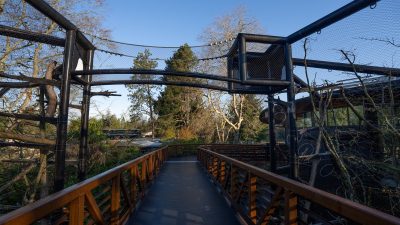 An elevated wooden and steel walkway runs between tall mesh habitat enclosures at Woodland Park Zoo's Forest Trailhead, with evergreens and bare winter branches on either side and clear blue sky overhead.