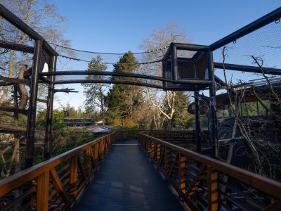 An elevated wooden and steel walkway runs between tall mesh habitat enclosures at Woodland Park Zoo's Forest Trailhead, with evergreens and bare winter branches on either side and clear blue sky overhead.