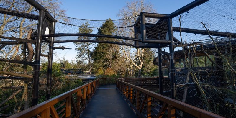 An elevated wooden and steel walkway runs between tall mesh habitat enclosures at Woodland Park Zoo's Forest Trailhead, with evergreens and bare winter branches on either side and clear blue sky overhead.