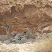 Three dorcas gazelles rest and stand among pale rocks beneath an eroded desert cliff in the Negev, two of them looking directly at the camera with their lyre-shaped horns raised.