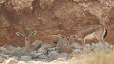 Three dorcas gazelles rest and stand among pale rocks beneath an eroded desert cliff in the Negev, two of them looking directly at the camera with their lyre-shaped horns raised.