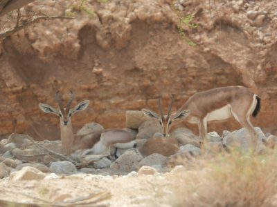Three dorcas gazelles rest and stand among pale rocks beneath an eroded desert cliff in the Negev, two of them looking directly at the camera with their lyre-shaped horns raised.