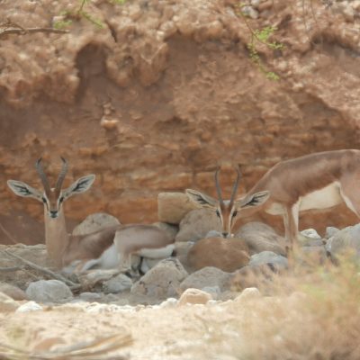 Three dorcas gazelles rest and stand among pale rocks beneath an eroded desert cliff in the Negev, two of them looking directly at the camera with their lyre-shaped horns raised.
