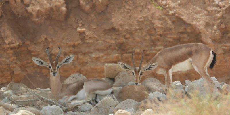 Three dorcas gazelles rest and stand among pale rocks beneath an eroded desert cliff in the Negev, two of them looking directly at the camera with their lyre-shaped horns raised.