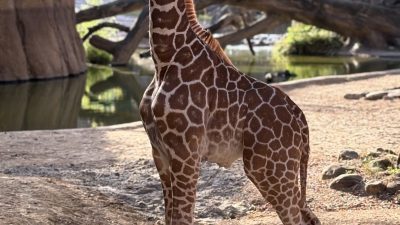 A young giraffe standing on a sandy yard beside a pool and fallen logs, looking toward the camera.