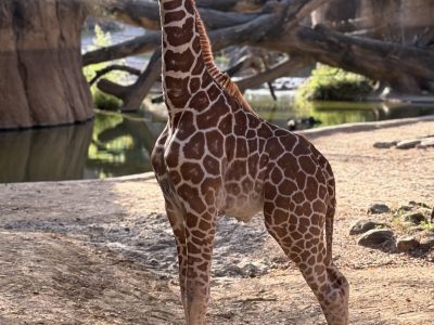 A young giraffe standing on a sandy yard beside a pool and fallen logs, looking toward the camera.