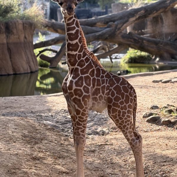 A young giraffe standing on a sandy yard beside a pool and fallen logs, looking toward the camera.
