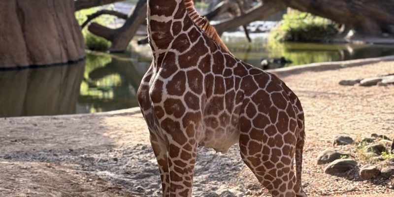 A young giraffe standing on a sandy yard beside a pool and fallen logs, looking toward the camera.