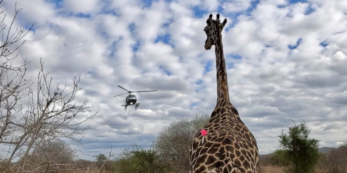 A giraffe stands in Tsavo scrub with a pink veterinary dart in its hindquarters as a helicopter hovers in the cloudy sky behind it.