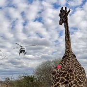 A giraffe stands in Tsavo scrub with a pink veterinary dart in its hindquarters as a helicopter hovers in the cloudy sky behind it.