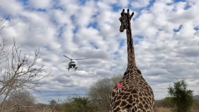 A giraffe stands in Tsavo scrub with a pink veterinary dart in its hindquarters as a helicopter hovers in the cloudy sky behind it.