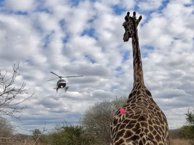 A giraffe stands in Tsavo scrub with a pink veterinary dart in its hindquarters as a helicopter hovers in the cloudy sky behind it.