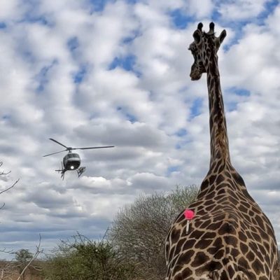 A giraffe stands in Tsavo scrub with a pink veterinary dart in its hindquarters as a helicopter hovers in the cloudy sky behind it.