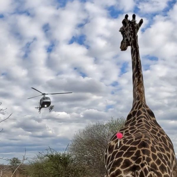 A giraffe stands in Tsavo scrub with a pink veterinary dart in its hindquarters as a helicopter hovers in the cloudy sky behind it.