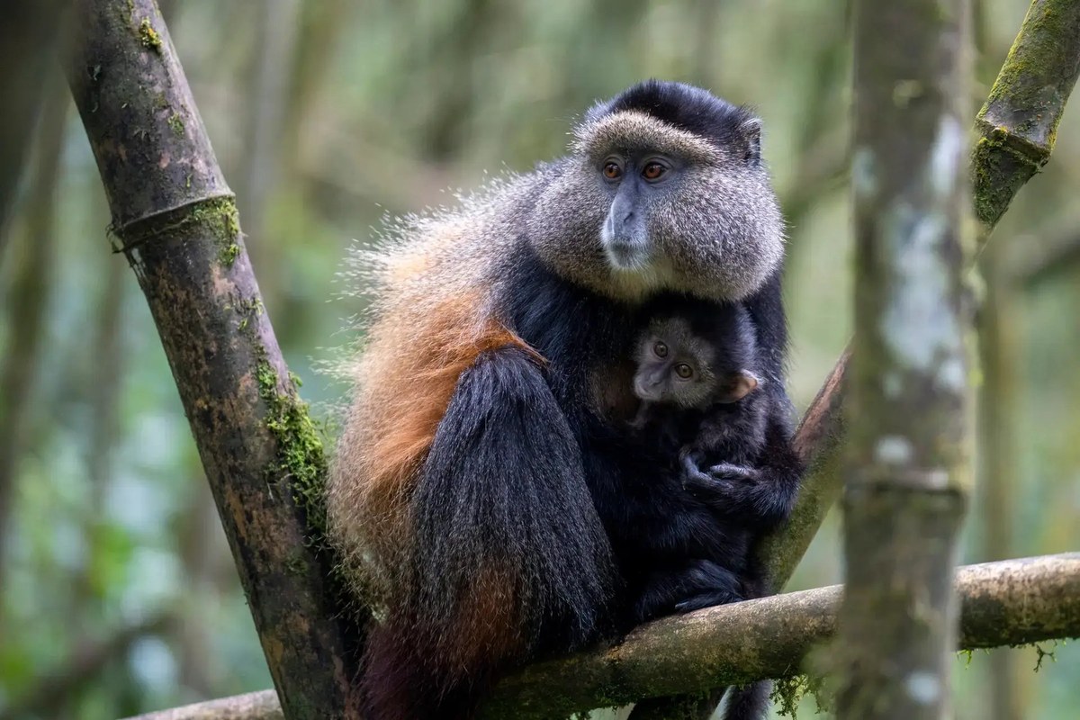 An adult golden monkey sits on a bamboo stem in dense forest, holding a dark-furred infant against its chest. The adult has a grey-flecked face, a bright orange-gold saddle across its back and flank, and black limbs and tail.