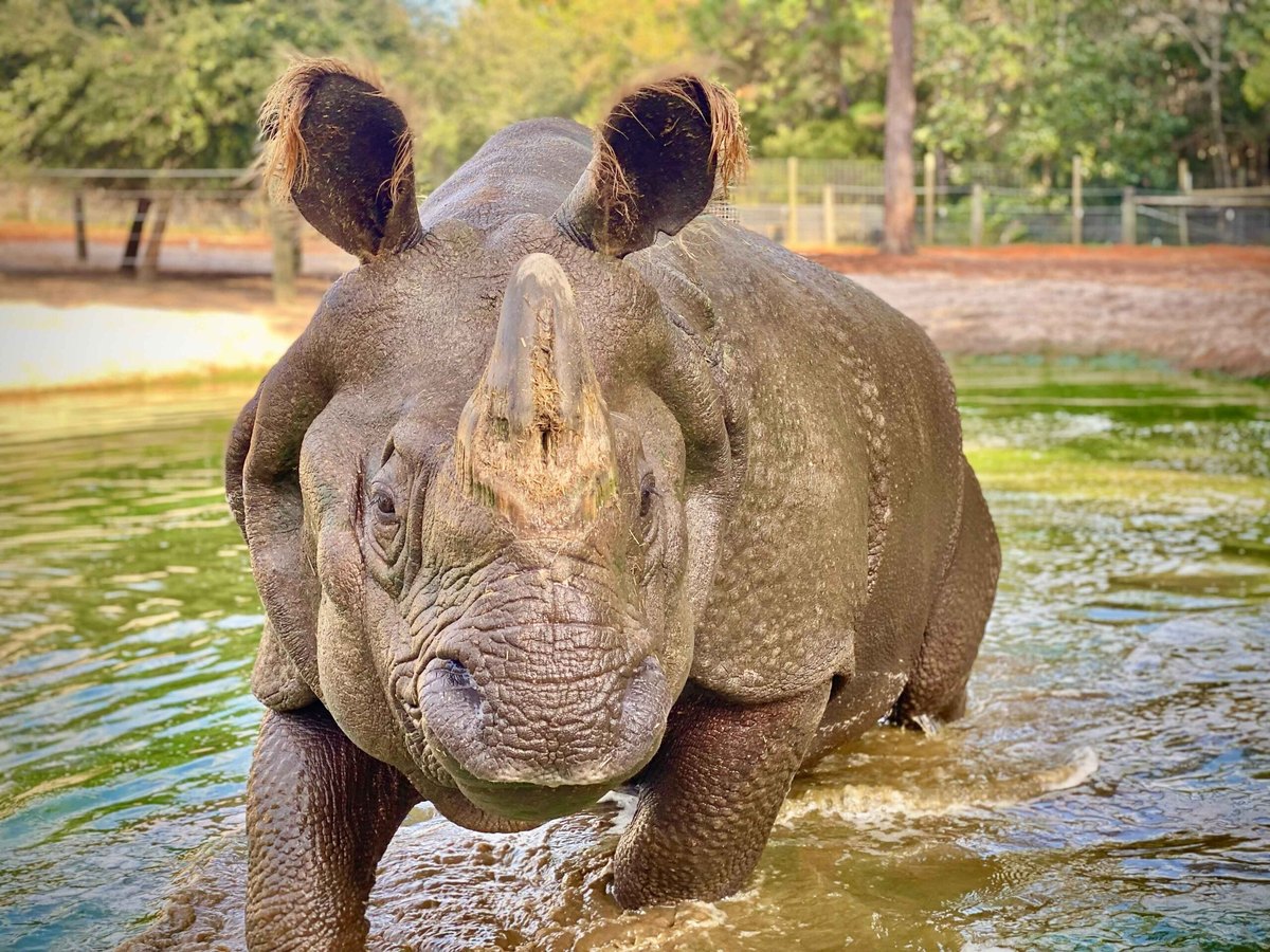 A greater one-horned rhinoceros stands chest-deep in green water, facing the camera, its thick hide divided into plate-like sections by deep folds behind the shoulder