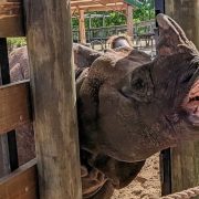 A greater one-horned rhinoceros reaches over a wooden rail with its mouth open to take a piece of food from a person’s outstretched hand, with a second rhino standing behind him