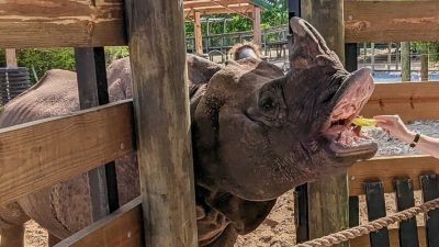 A greater one-horned rhinoceros reaches over a wooden rail with its mouth open to take a piece of food from a person’s outstretched hand, with a second rhino standing behind him