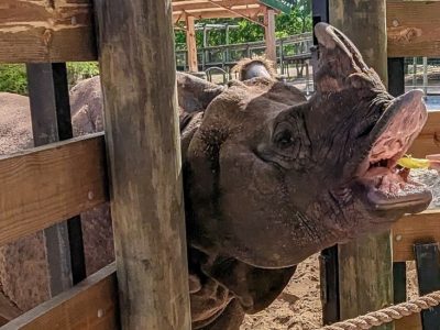 A greater one-horned rhinoceros reaches over a wooden rail with its mouth open to take a piece of food from a person’s outstretched hand, with a second rhino standing behind him