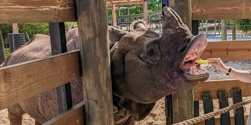 A greater one-horned rhinoceros reaches over a wooden rail with its mouth open to take a piece of food from a person’s outstretched hand, with a second rhino standing behind him