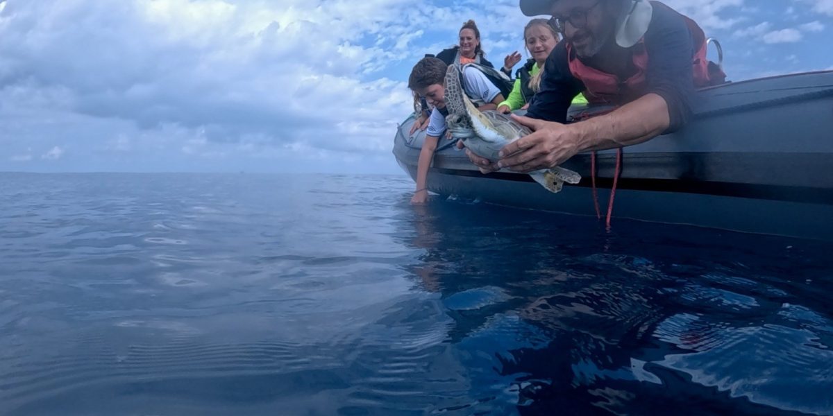A man leans over the side of an inflatable boat to lower a young green sea turtle into open Mediterranean water while two children and a woman watch from the bow.