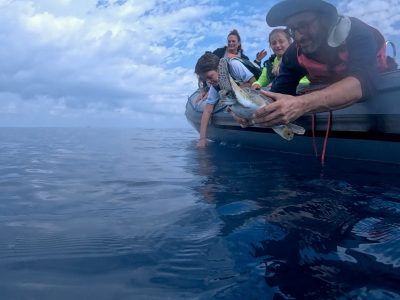 A man leans over the side of an inflatable boat to lower a young green sea turtle into open Mediterranean water while two children and a woman watch from the bow.