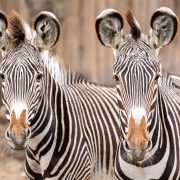 Two Grevy’s zebras stand side by side facing the camera, their narrow black and white stripes, large rounded ears and brown muzzles clearly visible in their outdoor habitat.